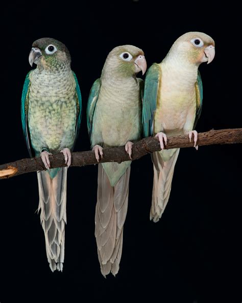 turquoise green cheek conure|turquoise green cheek conure personality.